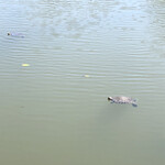 紅松庵 - 亀が池に浮かび日光浴？