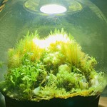 ラ カンロ - 内観1