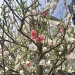 Shinasoba Medetaya - 今年もこの桜が開花