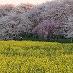 橋本家 - 令和2年、今年も桜と菜の花の開花のタイミングが合いました
