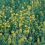 橋本家 - 菜の花