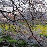 橋本家 - 桜越しの菜の花