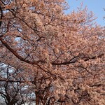 橋本家 - ほぼ満開