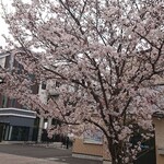 橋本家 - 駅前の桜