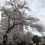 Niboshi Ramen Kogarasumaru - 目の前の公園の桜は
      もうすぐ満開♬