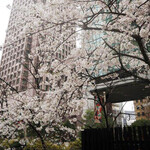 ザ ロビーラウンジ - ロビーラウンジの窓から見える桜