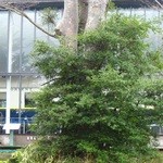 LYS - 庭から、オリエント急行が見えました。