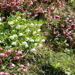 ノースポール - ガーデンの斜面にクリスマスローズが満開❗