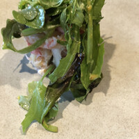 灯りの食邸 コカジヤ - 