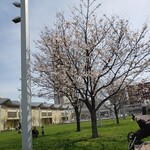 RESTAURANT LAVANDE - あさの汐風公園　桜はまだちょっと早い！