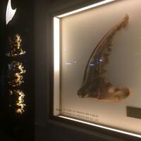 筑紫樓 銀座店 - 