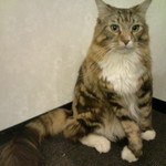 猫カフェ  きゃりこ 新宿店 - 