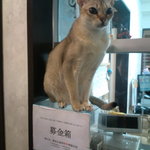 猫カフェ  きゃりこ 新宿店 - 