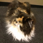 猫カフェ  きゃりこ 新宿店 - 