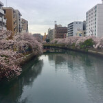 丸和 - 桜満開の大岡川沿いに関内方面に向かいました