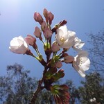 萩乃茶屋 - 鶴舞公園の桜