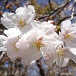 Hagino Chiyaya - 鶴舞公園の桜