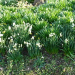 Rue Favart - 水仙も咲いて・・