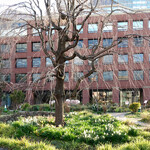 Rue Favart - 恵比寿三越上の枝垂れ桜