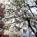 Rue Favart - こぶし並木の坂道