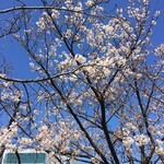 濱見世 - 桜（＾∇＾）
