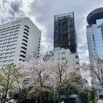Chez-Ryo - 赤坂サカスの桜1