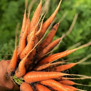 その時期によって「お任せ」で送ってもらう新鮮な京野菜