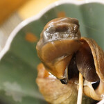 千春鮨 - でかい