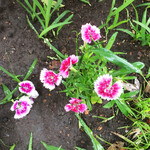 三燈舎 - 靖国通りで春を主張していたひと