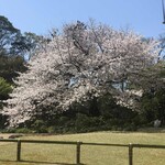 ザ・ガーデン - これが1番大きい桜の木かな？
