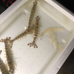 美酒美食 平田 - 