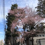 大沼製菓 - 東北大学片平キャンパスの桜（2020.3.28）