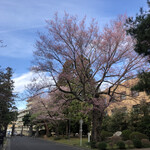 大沼製菓 - 東北大学片平キャンパスの桜（2020.3.28）