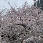 雪園 - 線路側の桜 今年も綺麗だよ