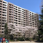 あわしま堂 - 五橋公園の桜（2020.4.３）