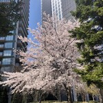 あわしま堂 - トラストシティの桜（2020.4.3）