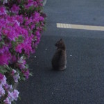 こみちのパン屋さん かて  - 隣の公園の猫ちゃんｗ