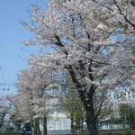 ラーメン二郎 - 近くの桜並木