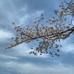 吉平 - 帰りに見た桜