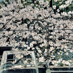 ラー・エ・ミクニ - ワインの向こうは桜の海*\(^o^)/*