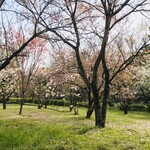  IN THE GREEN - テラス席から植物園の眺め(2020.4.3)ら