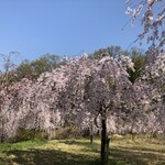 古民家ダイニング 稲空 - 厄除八幡宮下の桜の広場（お店とは関係ありません。車で約10分のところです）