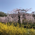 古民家ダイニング 稲空 - 厄除八幡宮下の桜の広場（お店とは関係ありません。車で約10分のところです）