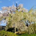 Kyoshumi Hisaiwa - 枝垂れ桜