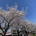 御食事処 大福 - お店のある祇園の桜並木