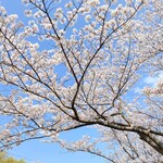 Koa Ga Den - 青空と桜