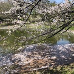 駕籠休み - 大宮公園のボート池には桜の花びらが一面に散っていました。