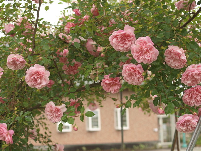 ガーデンカフェ&デリカ キモト（kimoto） - 羽後太田（惣菜・デリ）の写真