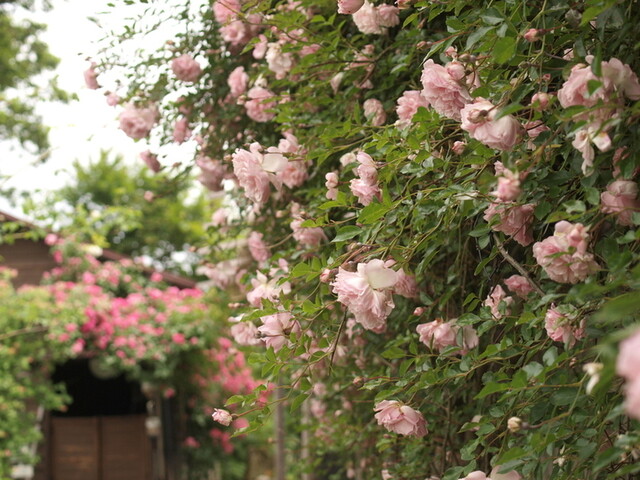 ガーデンカフェ&デリカ キモト（kimoto） - 羽後太田（惣菜・デリ）の写真