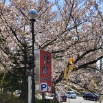 美福苑 - 駐車場の桜が満開です